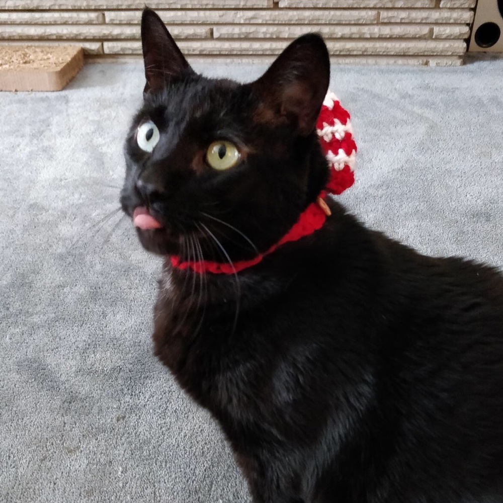 ⭐️ Bowties For Dogs and Cats - Picture 6 of 6